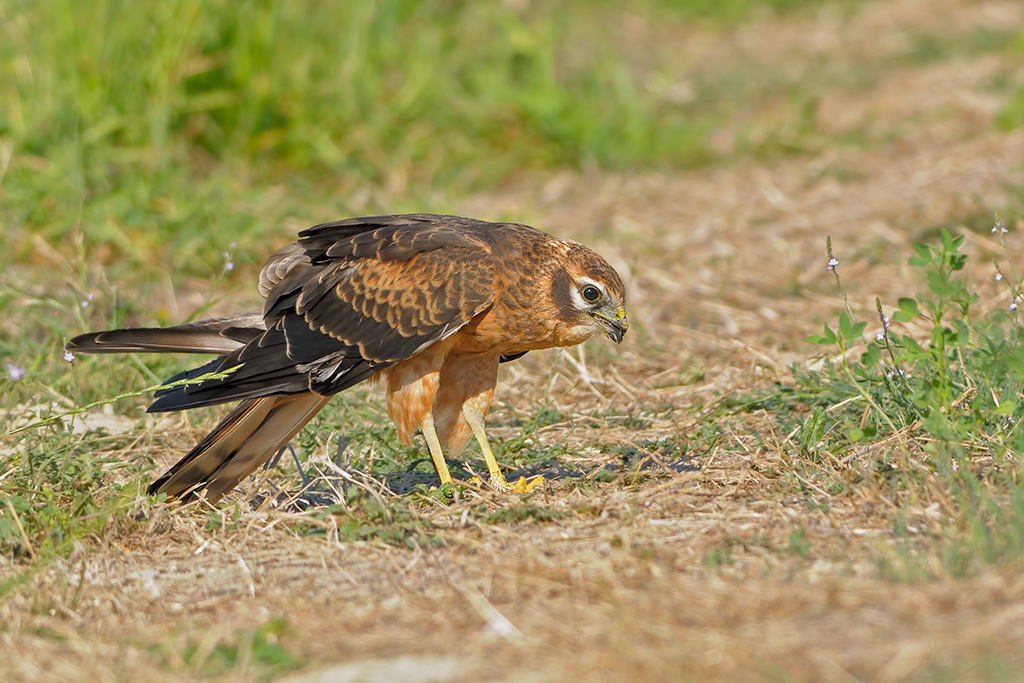 Albanella minore. Circus pygargus